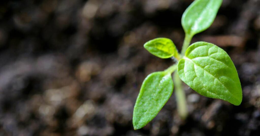 Quick fix” – szybka naprawa ESRS czy prowizorka?